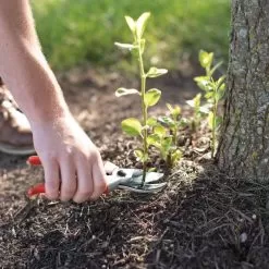 Traditional Bypass Pruners By A.M. Leonard, 1in Cutting Capacity, Lifetime Warranty -Garden Tools 1286 8