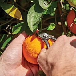 Shear Corona Harvesting -Garden Tools ag5060 live2 1