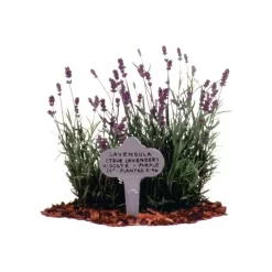 Decorative Plant Marker - Stainless Steel -Garden Tools bl65 3