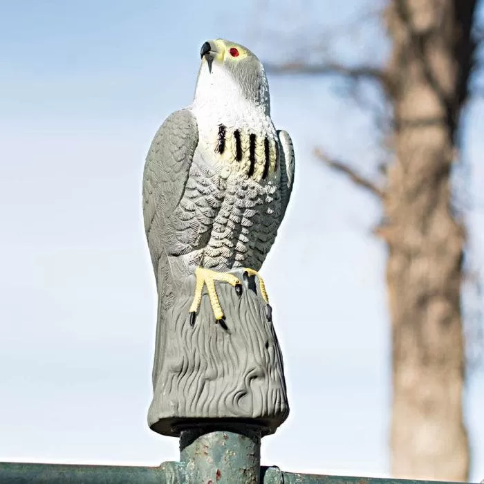 Bird-X Falcon Decoy 4 Bird-X Falcon Decoy - Image 4