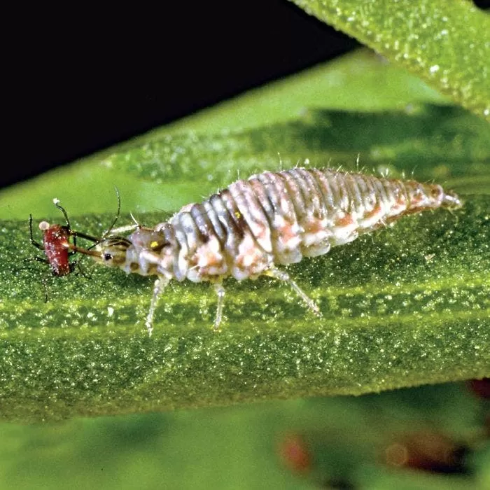 Green Lacewings, 5,000 Count 1 Green Lacewings, 5,000 Count