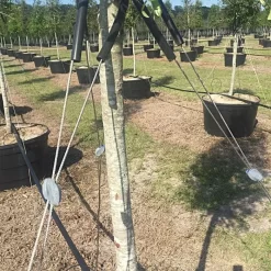 Gripple® Anchor 2 Tree Guying Kit -Garden Tools gtgk2 2