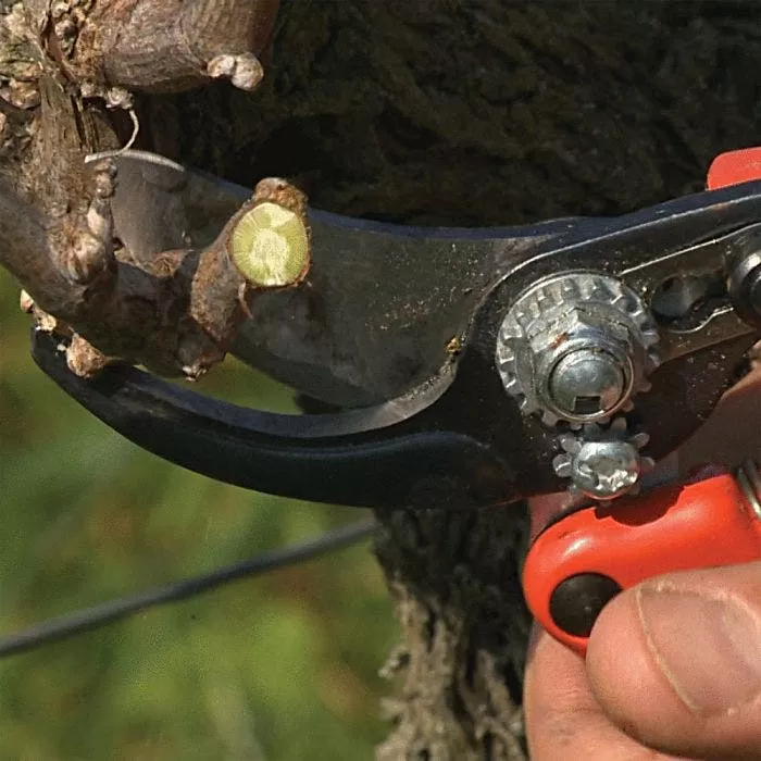 Bahco Professional Ergonomic Pruners, 0.75-inch Cutting Capacity 6 Bahco Professional Ergonomic Pruners, 0.75-inch Cutting Capacity - Image 6