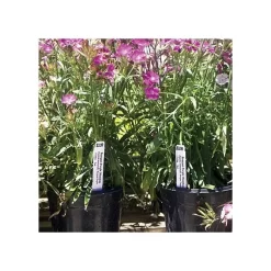 3/4in X 6in Blank Pot Stakes - Orange 5 3/4in X 6in Blank Pot Stakes - Orange -Garden Tools sp326 5o 2