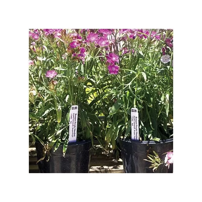 3/4in X 6in Blank Pot Stakes - Orange 3 3/4in X 6in Blank Pot Stakes - Orange - Image 3