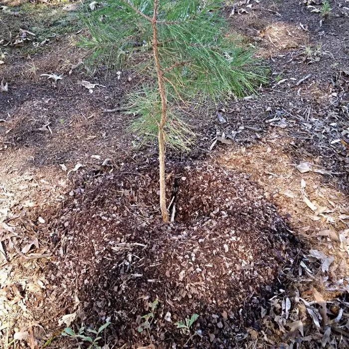 TreeDiaper®, 24", Round 2 TreeDiaper®, 24", Round - Image 2