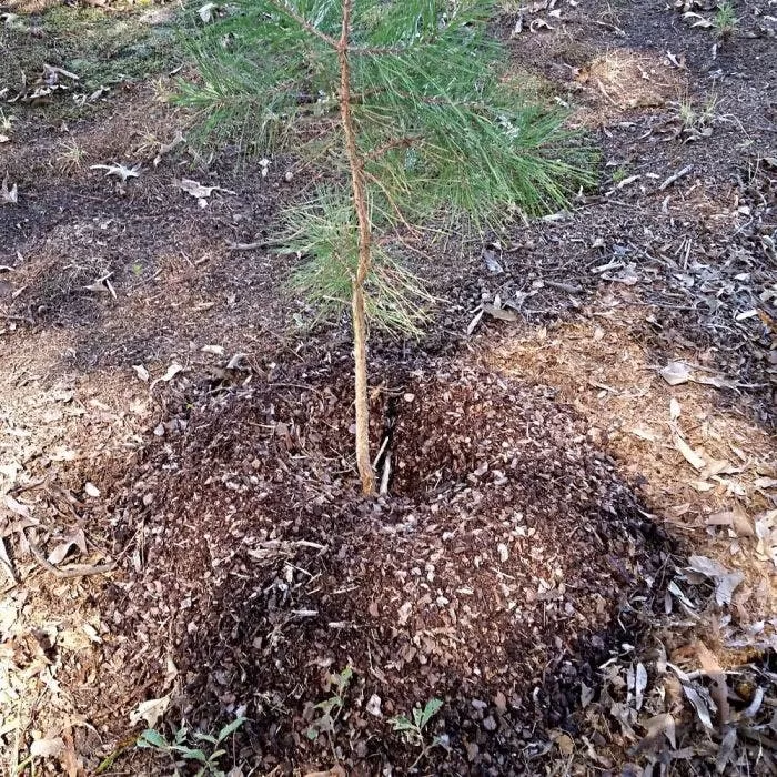 36" Round TreeDiaper® Landscaper Pro, Pack Of 12 2 36" Round TreeDiaper® Landscaper Pro, Pack Of 12 - Image 2