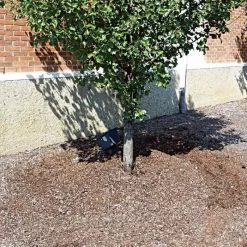 TreeDiaper Singles -Garden Tools vp tdxx 5