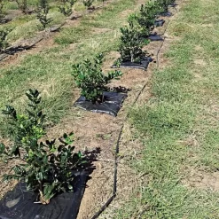 TreeDiaper Singles -Garden Tools vp tdxx 6