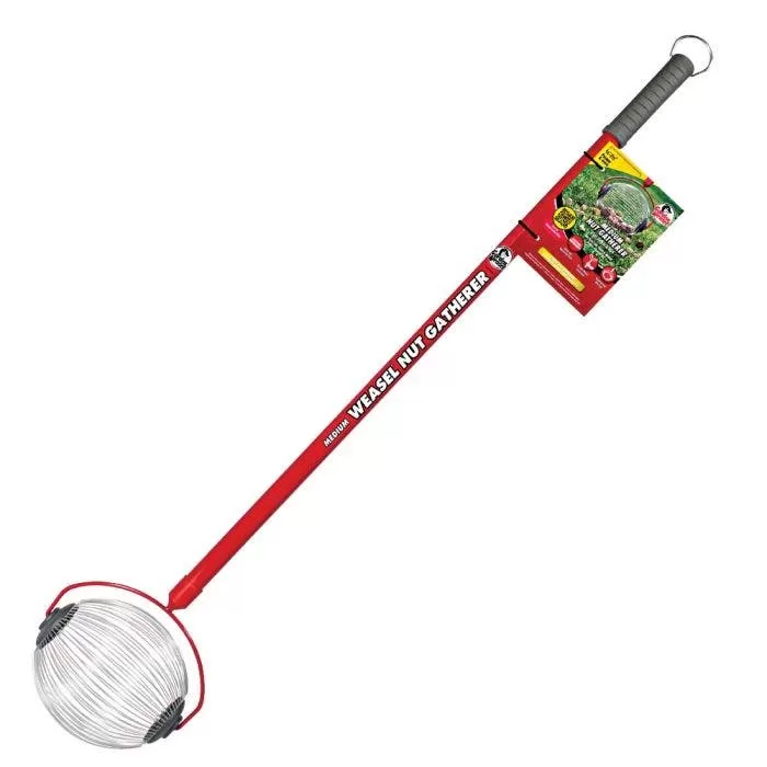 Small Weasel Nut Gatherer 1 Small Weasel Nut Gatherer