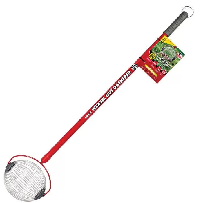 Medium Weasel Nut Gatherer 1 Medium Weasel Nut Gatherer